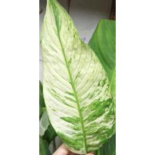 Спатифиллум сп. белая варегатность / Spathiphyllum sp white variegated (L)