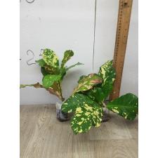 Codiaeum A18 Europa