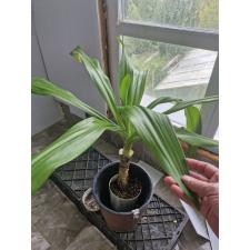 crinum giganteum крупномер