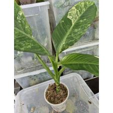 dieffenbachia sp Yellow variegated N10 по 2500p