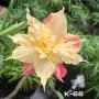 Adenium K 68