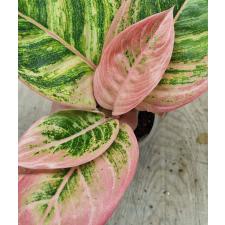 Аглаонема Пинки Пай / Aglaonema Pinky Pie A-47