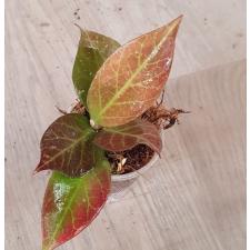 Hoya obscura 