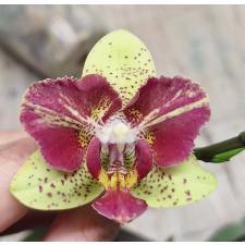 Phal. Chi-Yueh Kaleidescope