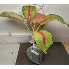 Аглаонема Боксинг / Aglaonema A-21 Boxing