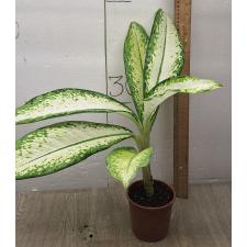 Dieffenbachia delilah