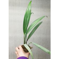 Philodendron Silver Spirit pot 1100p