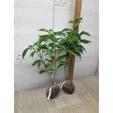 Tabernaemontana divaricata No.1 (double petal) 'White Rose' (narrow leaf) 265