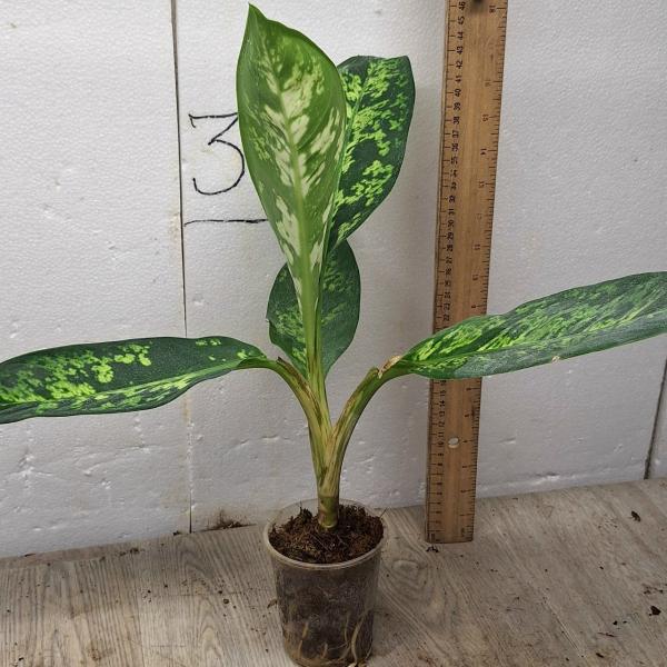 Dieffenbachia Sethee Roenthong