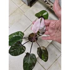 Philodendron Red addison