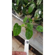 Caladium m16