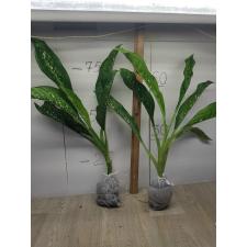 Dieffenbachia Dragon Scale L