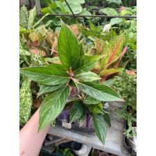 Aglaonema Fine green line A-136