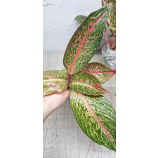 Aglaonema Taira A-117