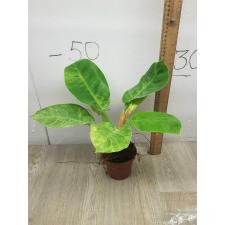Philodendron Moonlight variegata pot 1900p