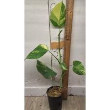 Монстера 'Желтая' / Monstera 'Yellow'
