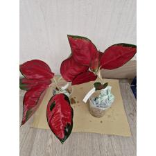 Aglaonema T2 Suksom Jaipong