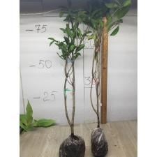 Manilkara zapota 'Vietnam' (big and round fruit) 157