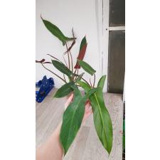 Philodendron sp.(T15)P. mexicana. стакан 750p