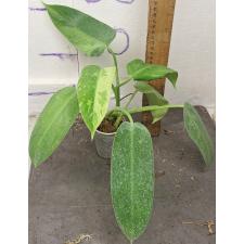 Филодендрон Джозе Бруно / Philodendron Jose bruno (S)