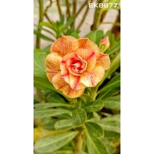 Adenium sp 8877