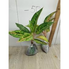 Aglaonema Aradin A-16