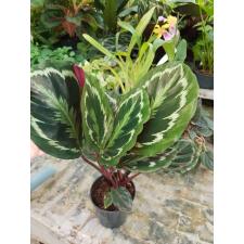 Calathea 'medallion' в 12 см горшке
