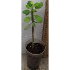 Молочай маленькие цветы варегатный. / euphorbia small flowers variegata (S)