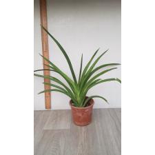 Sansevieria ehrenbergii perrotti pot