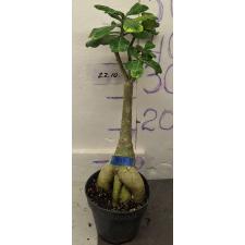 Адениум сп. 8563 / Adenium sp 8563