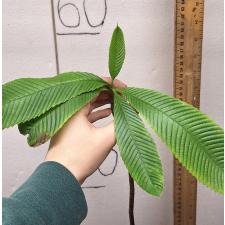 Dillenia indica (green leaf) 70