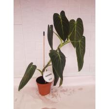 philodendron melanochrysum long leaf pot