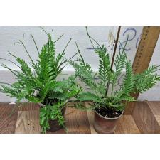 Асплениум сортовой Кензой / Asplenium cv. Kenzoi 