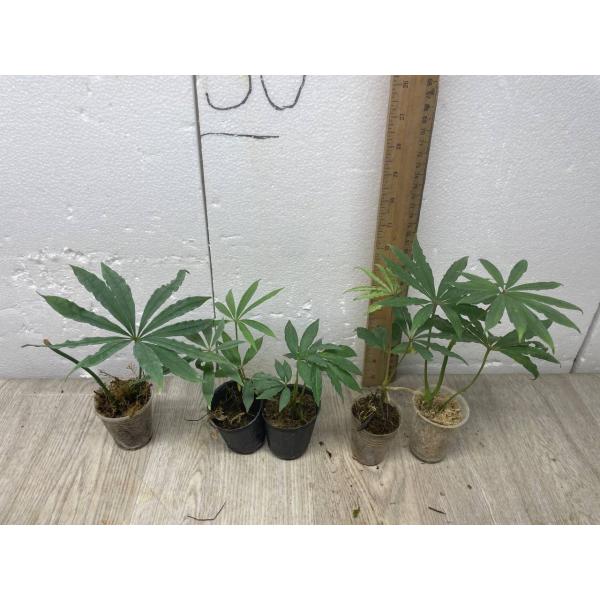 Anthurium polyschistum (S)