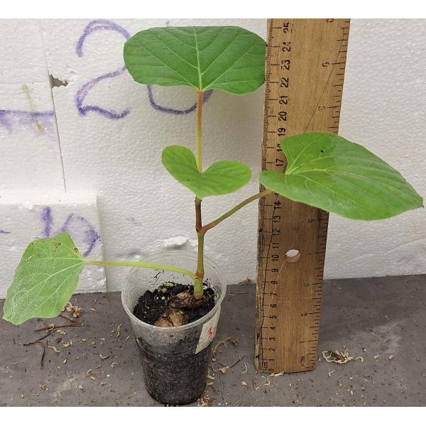 Ампелосис Мартини каудициформный / ampelocissus martinii CAUDICIFORM