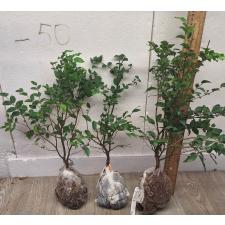 Мирциария каулифлора (Бразильское виноградное дерево) / Myrciaria cauliflora (Brazilian Grape tree)