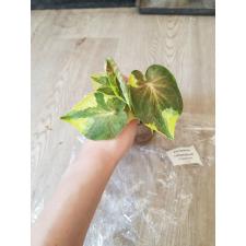 Caladium sp C-19