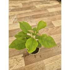 Bougainvillea Double Pink S