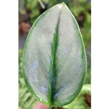 Сциндапсус пиктус мунлайт / Scindapsus pictus moonlight (S) pot