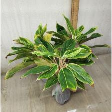Aglaonema Aurora - white A-9