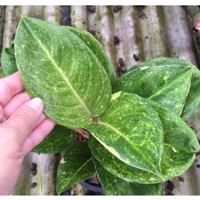 Aglaonema Kamlai Yok 20