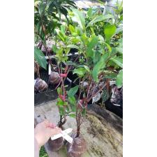 Ixora Orange Storm 455