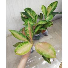 Aglaonema Amor A-17