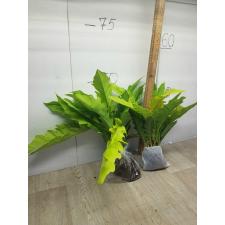philodendron sp golden crocodile