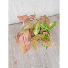 Aglaonema NEW7 sour sweet