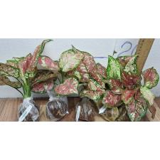 Аглаонема Трехцветный Аньямани гибрид / Aglaonema Tri Color Anyamanee hybrid