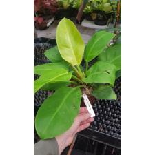 Philodendron 'Moonlight' 493