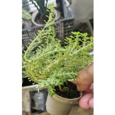 Пилея мелколистная / Pilea microphylla