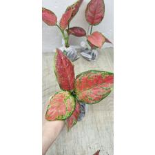 Aglaonema Subchoa A-36