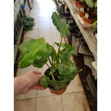 Philodendron Xanadu 12 cm pot